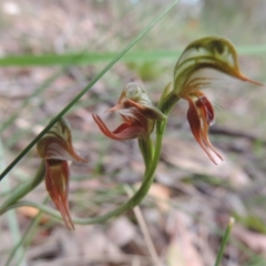 Oligochaetochilus aciculiformis (Needle-point rustyhood) at Jerrabomberra, NSW - 16 Oct 2014 by krea