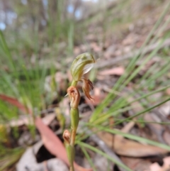 Oligochaetochilus aciculiformis at Jerrabomberra, NSW - 17 Oct 2014