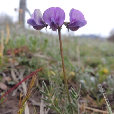 Swainsona behriana (Behr's Swainson-Pea) at Pine Island to Point Hut - 14 Oct 2014 by michaelb