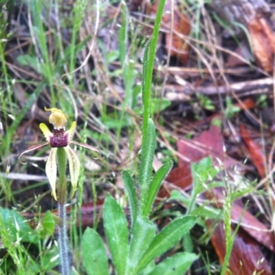 Caladenia actensis (Canberra Spider Orchid) at Canberra Central, ACT - 13 Oct 2014 by LukeMcElhinney
