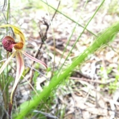 Caladenia actensis at suppressed - 13 Oct 2014