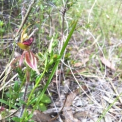 Caladenia actensis at suppressed - 13 Oct 2014