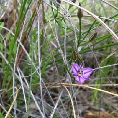 Thysanotus patersonii (Twining Fringe Lily) at Canberra Central, ACT - 19 Oct 2014 by LukeMcElhinney