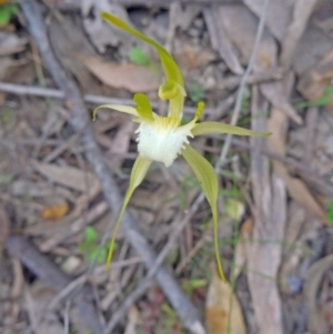 Caladenia atrovespa at Farrer Ridge - suppressed
