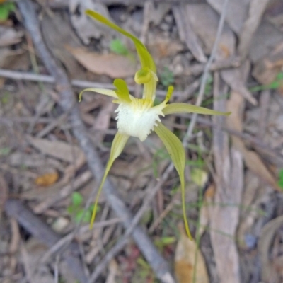 Caladenia atrovespa (Green-comb Spider Orchid) - 1 Jan 1900 by galah681