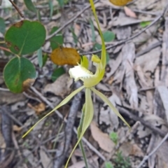 Caladenia atrovespa at Farrer Ridge - suppressed