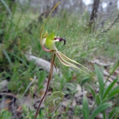 Caladenia atrovespa (Green-comb Spider Orchid) - 1 Jan 1900 by galah681