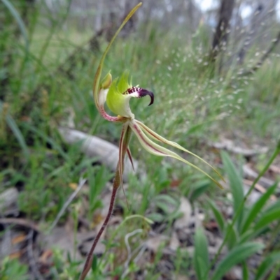 Caladenia atrovespa (Green-comb Spider Orchid) at Farrer Ridge - 20 Oct 2014 by galah681