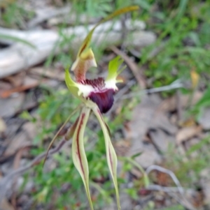 Caladenia atrovespa at Farrer Ridge - suppressed