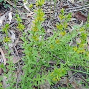 Pimelea curviflora at Farrer Ridge - 20 Oct 2014