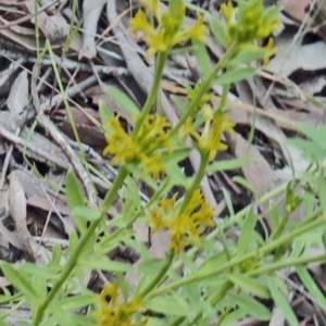 Pimelea curviflora at Farrer Ridge - 20 Oct 2014