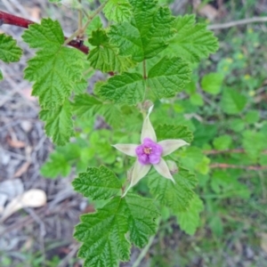 Rubus parvifolius at Farrer Ridge - 20 Oct 2014