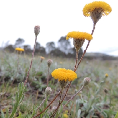 Leptorhynchos squamatus (Scaly Buttons) at Bonython, ACT - 14 Oct 2014 by michaelb