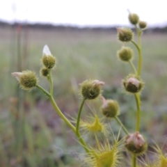 Drosera gunniana (Pale Sundew) at Pine Island to Point Hut - 14 Oct 2014 by michaelb