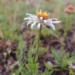 Calotis anthemoides (Chamomile Burr-daisy) at Pine Island to Point Hut - 14 Oct 2014 by michaelb