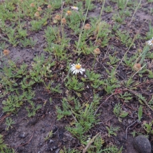 Calotis anthemoides at Bonython, ACT - 14 Oct 2014