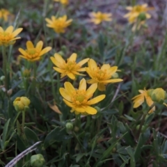 Ranunculus papulentus (Large River Buttercup) at Pine Island to Point Hut - 14 Oct 2014 by michaelb