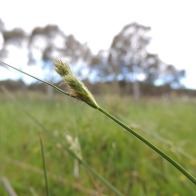 Carex inversa (Knob Sedge) at Pine Island to Point Hut - 15 Oct 2014 by michaelb