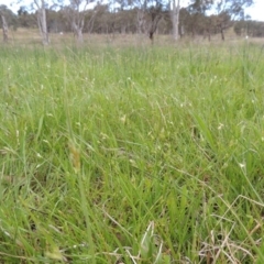 Carex inversa at Bonython, ACT - 15 Oct 2014