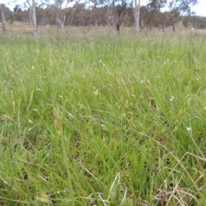 Carex inversa at Bonython, ACT - 15 Oct 2014