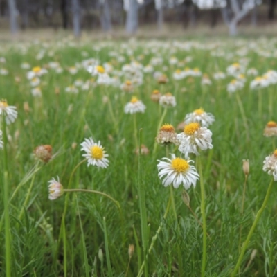 Calotis anthemoides (Chamomile Burr-daisy) at Pine Island to Point Hut - 15 Oct 2014 by michaelb