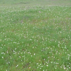 Calotis anthemoides at Bonython, ACT - 15 Oct 2014