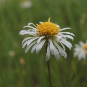 Calotis anthemoides at Bonython, ACT - 15 Oct 2014