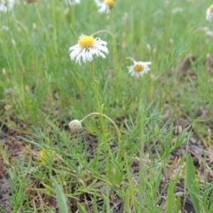 Calotis anthemoides at Bonython, ACT - 15 Oct 2014 05:16 PM
