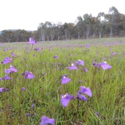 Utricularia dichotoma (Fairy Aprons, Purple Bladderwort) at Bonython, ACT - 15 Oct 2014 by michaelb