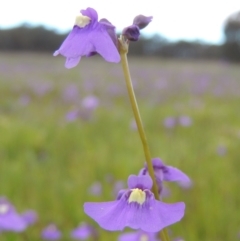 Utricularia dichotoma at Bonython, ACT - 15 Oct 2014