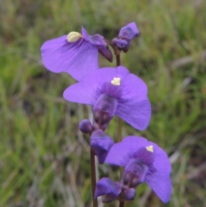 Utricularia dichotoma at Bonython, ACT - 15 Oct 2014