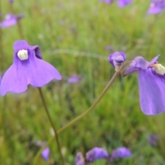 Utricularia dichotoma (Fairy Aprons, Purple Bladderwort) at Pine Island to Point Hut - 15 Oct 2014 by michaelb