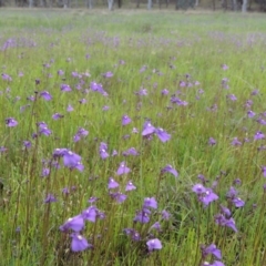 Utricularia dichotoma (Fairy Aprons, Purple Bladderwort) at Pine Island to Point Hut - 15 Oct 2014 by michaelb