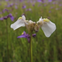 Utricularia dichotoma (Fairy Aprons, Purple Bladderwort) at Pine Island to Point Hut - 15 Oct 2014 by michaelb