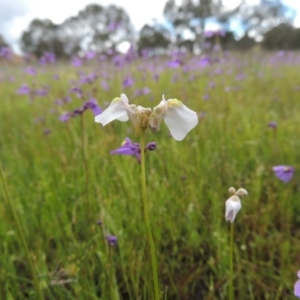 Utricularia dichotoma at Bonython, ACT - 15 Oct 2014