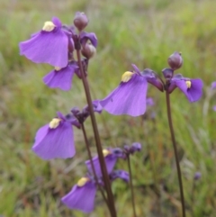 Utricularia dichotoma (Fairy Aprons, Purple Bladderwort) at Bonython, ACT - 15 Oct 2014 by michaelb