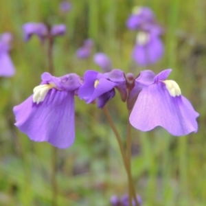 Utricularia dichotoma at Bonython, ACT - 15 Oct 2014