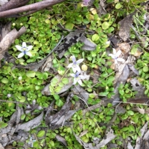 Isotoma fluviatilis subsp. australis at Gungahlin, ACT - 21 Oct 2014