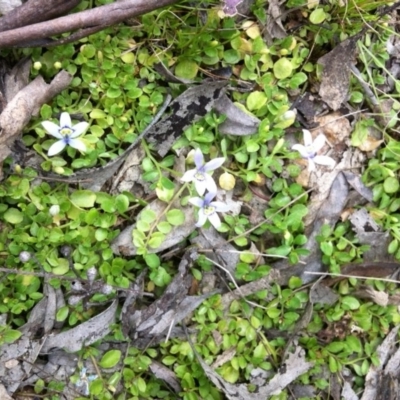 Isotoma fluviatilis subsp. australis (Swamp Isotome) at Gungahlin, ACT - 21 Oct 2014 by JasonC