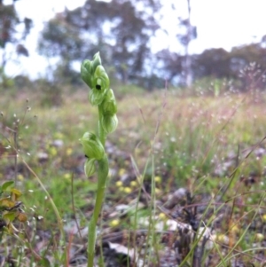 Hymenochilus bicolor at Gungahlin, ACT - 21 Oct 2014