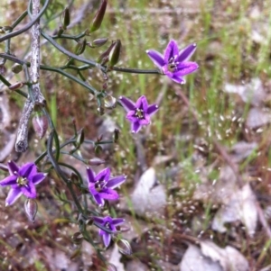 Thysanotus patersonii at Gungahlin, ACT - 21 Oct 2014