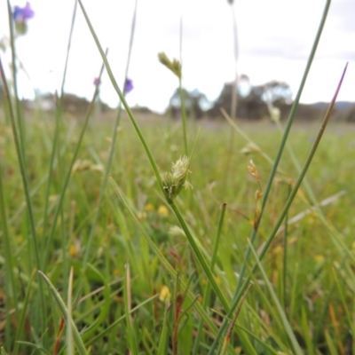 Carex inversa (Knob Sedge) at Bonython, ACT - 15 Oct 2014 by michaelb
