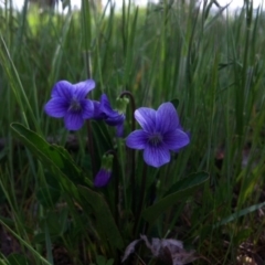 Viola betonicifolia (Mountain Violet) at Forde, ACT - 21 Oct 2014 by JasonC