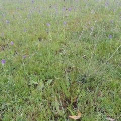 Rumex brownii (Slender Dock) at Pine Island to Point Hut - 15 Oct 2014 by michaelb