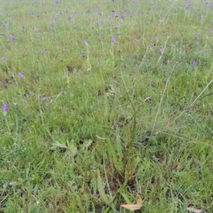 Rumex brownii at Bonython, ACT - 15 Oct 2014 05:38 PM