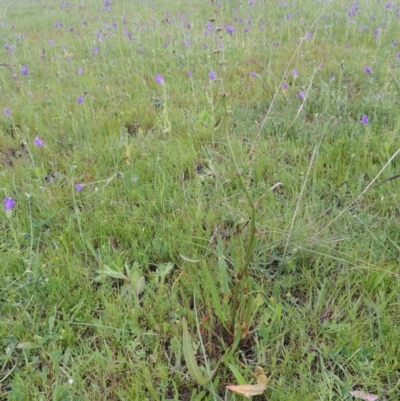 Rumex brownii (Slender Dock) at Pine Island to Point Hut - 15 Oct 2014 by michaelb