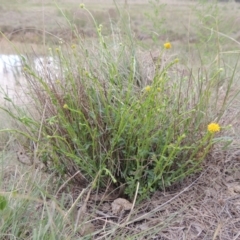 Calotis lappulacea (Yellow Burr Daisy) at Pine Island to Point Hut - 15 Oct 2014 by michaelb