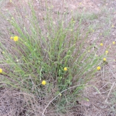 Calotis lappulacea at Bonython, ACT - 15 Oct 2014 05:43 PM