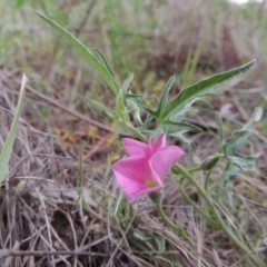 Convolvulus angustissimus subsp. angustissimus (Australian Bindweed) at Pine Island to Point Hut - 15 Oct 2014 by michaelb