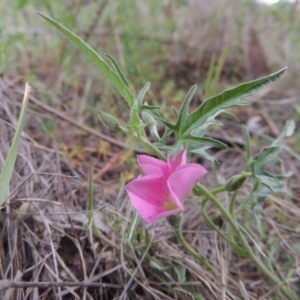 Convolvulus angustissimus subsp. angustissimus at Bonython, ACT - 15 Oct 2014